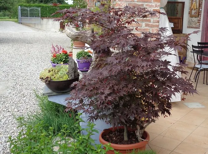 Bed and breakfast Al Rudun